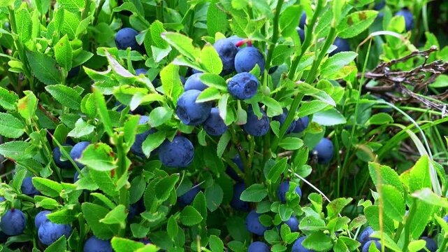 Ripe blue berries hang from a wild bilberry bush with lush green leaves, swaying slightly in the breeze on a forest floor, a natural harvest of fresh organic superfood.