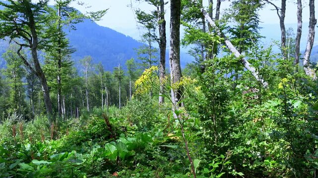 A slow forward glide through a dense summer woodland on a mountain slope, with tall slender trunks, a fallen birch, leafy shrubs and wild yellow flowers, and blue hills rising in the distance.