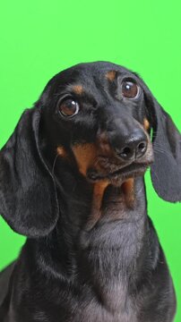 A black and tan dachshund dog lifts and tilts its head, ears swinging as it reacts to a sound on a chroma key studio setup ready for pet product marketing with copy space.