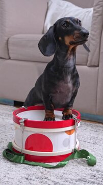 A black and tan dachshund dog sits behind a red and white toy drum with a green ribbon, tapping the drumhead with raised paws on a soft rug beside a beige sofa at home, a playful music lesson.