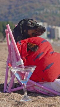 A black and tan dachshund dog wrapped in a red shark print towel lies back in a pink folding chair on a sandy beach, turning its head beside an empty cocktail glass, a funny summer vacation.