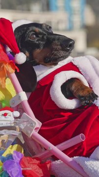 A black and tan dachshund dog dressed in a red Santa outfit with a white trimmed hat rides in a pink pram, one paw resting over the edge, during a festive outdoor city event.