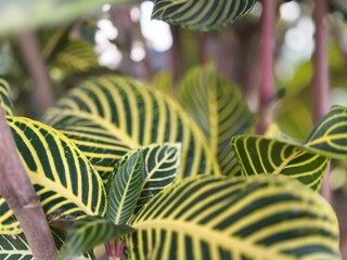 Stunning macro shot of exotic tropical plant leaves featuring bright yellow striped venation. Lush green ornamental foliage with reddish stems. Botanical background for nature concepts. © Ilhamdh