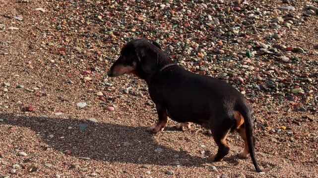 A black and tan dachshund dog strolls slowly across a pebbly shore, lowering its head to sniff the ground and casting a long shadow on the colorful stones. A calm outdoor pet walk by the sea.