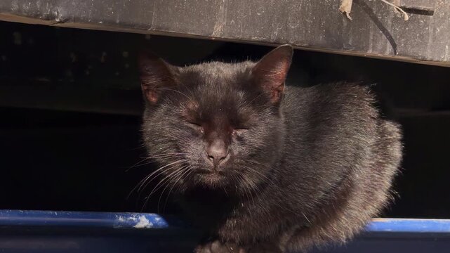 A black cat with yellow eyes sits calmly on a blue metal edge under a dark overhang, turning its head toward the camera while basking in warm sunlight outdoors. A stray street animal scene.