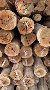 Pila de troncos de madera marcados, almacenados y exhibidos  al aire libre.
