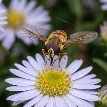 Close-up of a hoverfly with striped body hovering over a purple aster flower.