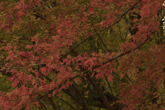 深まる秋を彩る橙色の紅葉と森の古木