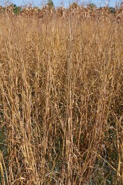 Field of Dry Tall Grass