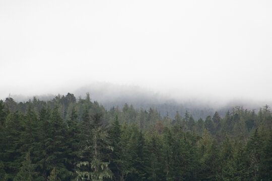 Low cloud drifting over spruce forest hillside