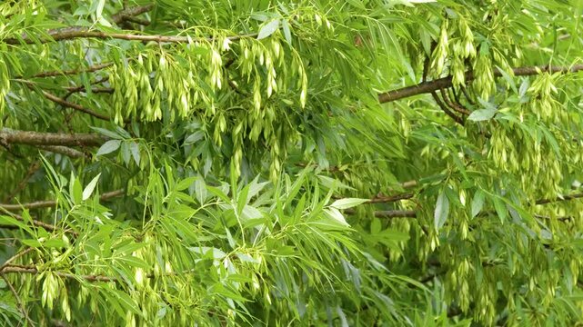Green Ash Tree Branches with Samara Seeds Swaying in Breeze