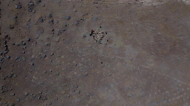 Birds-eye drone shot of a small flock of sheep and shepherds crossing vast rocky terrain in Peru. Remote Andean high-altitude wilderness, arid textured ground, documentary travel b-roll.