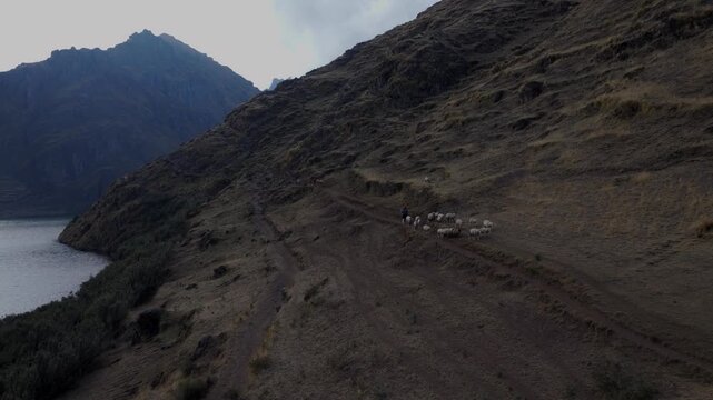 Aerial wide view of a shepherd herding sheep along a steep mountain ridge above a lake in the Peruvian Andes. Remote high-altitude pastoral life, rugged landscape, daytime travel b-roll.