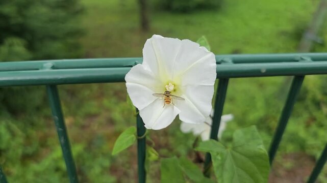 Closeup of a hoverfly gathering nectar from a white bindweed flower climbing on a green fence