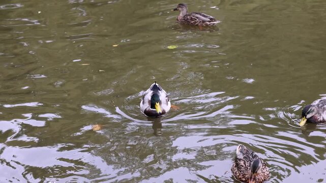 Wild mallard ducks, both male and female, swimming and feeding in the murky water of a lake