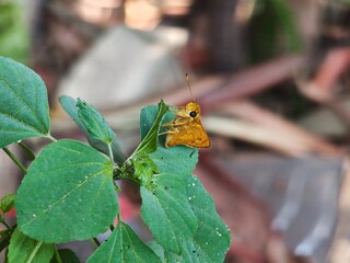 Small Orange Skipper Butterfly Perched on Fresh Green Leaves with Brick Wall Background, Macro Shot of Yellow Skipper Butterfly Resting on Green Plant Against Weathered Brick Wall © Kucing