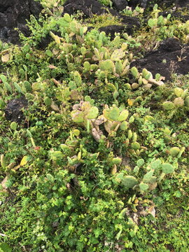 Textures of nature, plants, moss, and stone