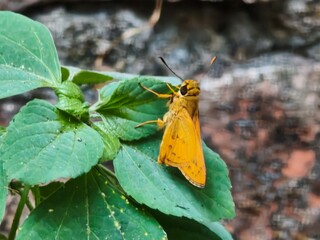 Small Orange Skipper Butterfly Perched on Fresh Green Leaves with Brick Wall Background, Macro Shot of Yellow Skipper Butterfly Resting on Green Plant Against Weathered Brick Wall © Kucing