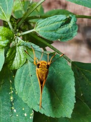 Small Orange Skipper Butterfly Perched on Fresh Green Leaves with Brick Wall Background, Macro Shot of Yellow Skipper Butterfly Resting on Green Plant Against Weathered Brick Wall © Kucing