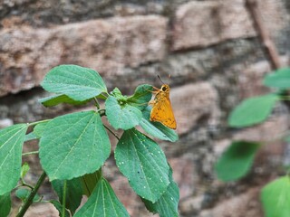 Small Orange Skipper Butterfly Perched on Fresh Green Leaves with Brick Wall Background, Macro Shot of Yellow Skipper Butterfly Resting on Green Plant Against Weathered Brick Wall © Kucing
