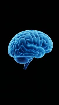 3D Rendered Human Brain Anatomy Illustration for Intelligence, Thinking, Biology and Futuristic Technology Concept