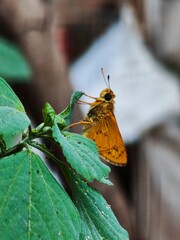 Small Orange Skipper Butterfly Perched on Fresh Green Leaves with Brick Wall Background, Macro Shot of Yellow Skipper Butterfly Resting on Green Plant Against Weathered Brick Wall © Kucing