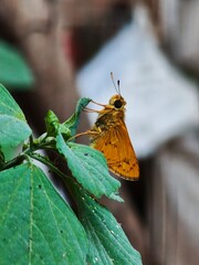 Small Orange Skipper Butterfly Perched on Fresh Green Leaves with Brick Wall Background, Macro Shot of Yellow Skipper Butterfly Resting on Green Plant Against Weathered Brick Wall © Kucing