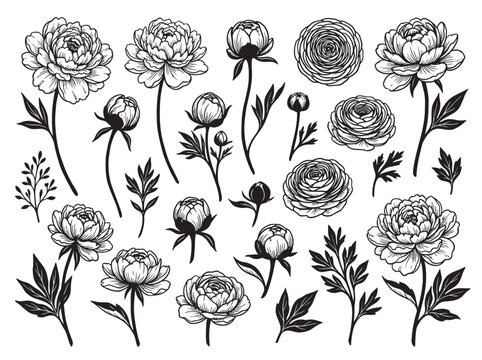 Black ink botanical flower clipart collection, hand-drawn peony and ranunculus flowers with delicate leaves and stems, solid pure black silhouette line art, isolated on clean white background