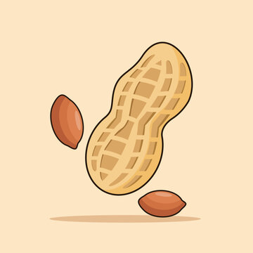 Illustrated Peanut with Kernels Isolated Vector Illustration 