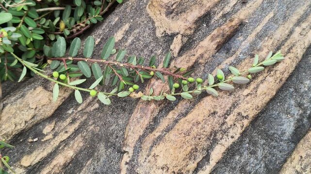 Phyllanthus virgatus plants with fruits. It is commonly known as the virgate leaf-flower or seed-under-leaf. Tiny, round, green capsules hanging on thin stalks directly underneath the leaf veins. 