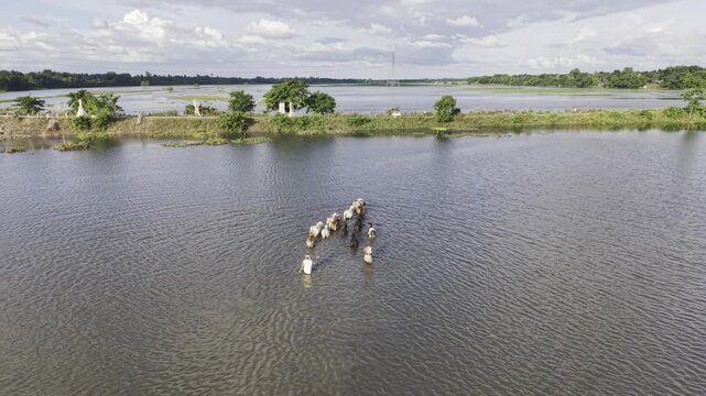 Monsoon floodwater covers the Nandiar Bil wetland in rural Bangladesh, with cattle and a herder moving through the waterlogged agricultural landscape.