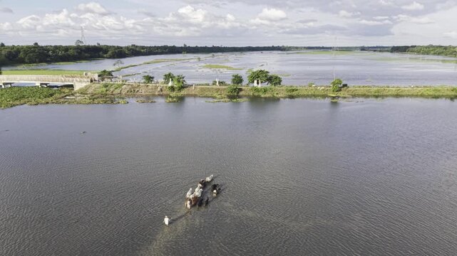 Slow drone movement reveals cattle and a herder crossing waterlogged land at Nandiar Bil in Kushtia, Bangladesh, illustrating seasonal flooding and rural livelihood.
