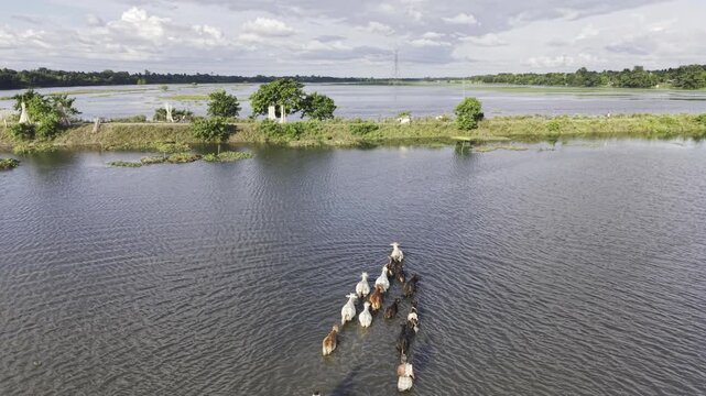Slow forward aerial footage follows a flooded rural landscape at Nandiar Bil, where a herder moves cattle through seasonal floodwater in Kushtia, Bangladesh.