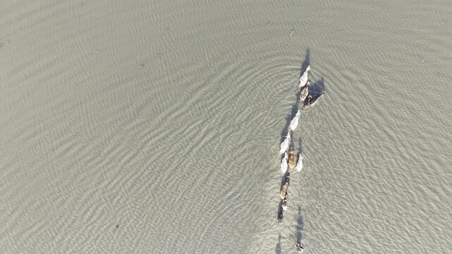 Drone footage shows flooded Nandiar Bil surrounded by rural landscape, with cattle and a herder crossing seasonal floodwater in Kushtia, Bangladesh.