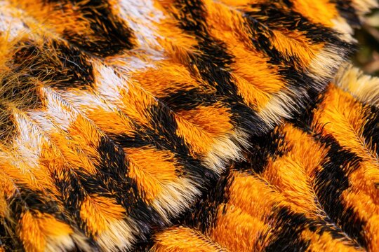 Close-up of fuzzy striped texture
