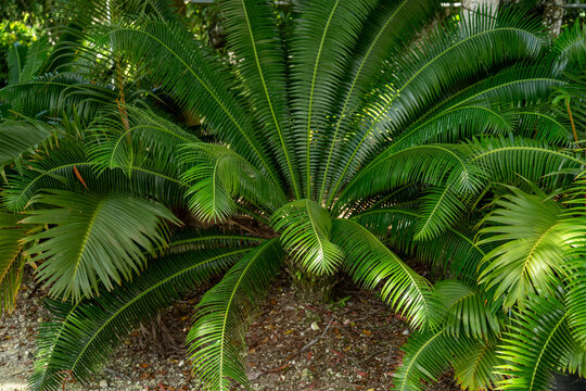Green leaves of a Cycas revoluta plant grow in the garden. Tropical flora and landscape design. Exotic plants.