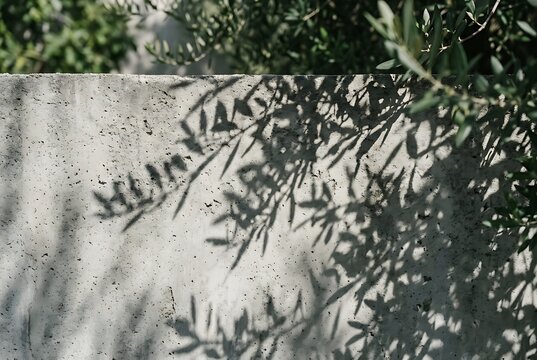 Olive Tree Branch Shadows on Concrete Wall in Sunlight.
