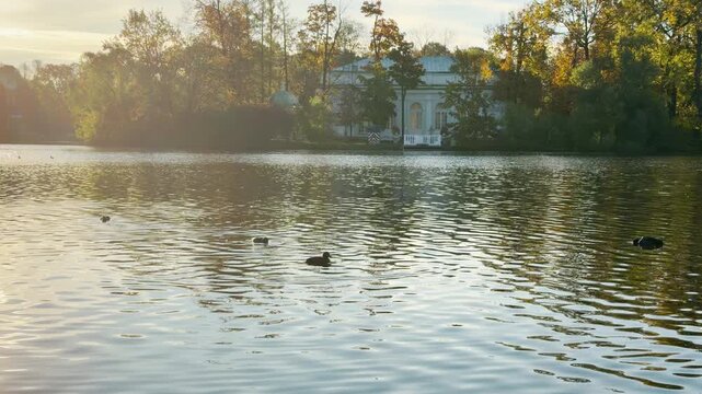 Ducks swim past the Upper Bath pavilion across the lake in slow motion. This peaceful scene in Catherine Park, Pushkin, Saint Petersburg evokes calm, relaxing feelings.