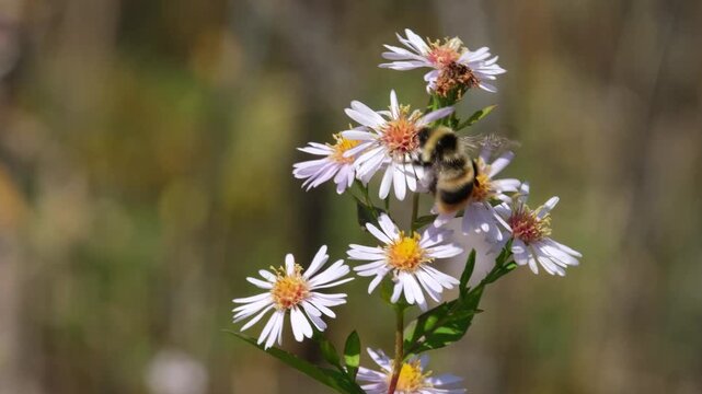 A striped bumblebee gathers nectar from pale lilac aster flowers on a sunny autumn day.
