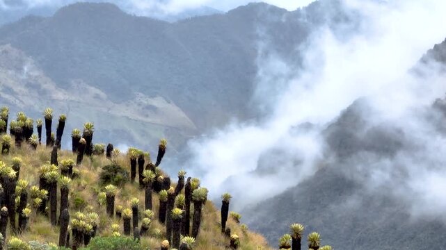 Nevado del Ruiz Andean Paramo with Frailejones and Mountain Clouds in Colombia. Establishing Shot. Aerial View.
