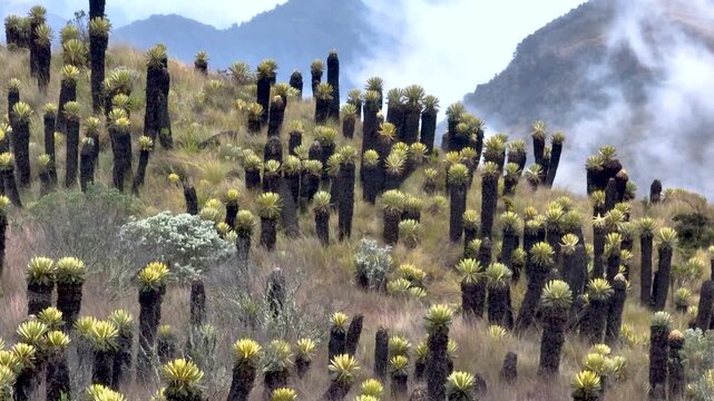 Frailejones Growing in a High Altitude Andean Paramo Ecosystem with Misty Mountains. Establishing Shot. Aerial View.