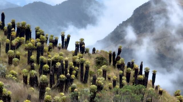 Nevado del Ruiz Andean Paramo with Frailejones and Mountain Clouds in Colombia. Establishing Shot. Aerial View.