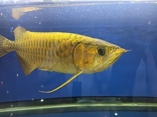 Golden Asian Arowana fish swimming gracefully in a clear glass aquarium tank with a vibrant blue background, Asian dragon fish pet concept © dovis