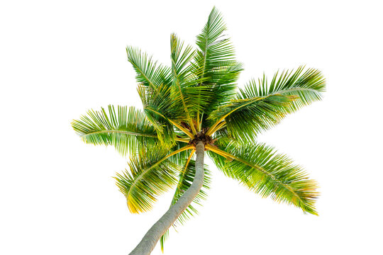 tropical coconut palm tree with isolated background