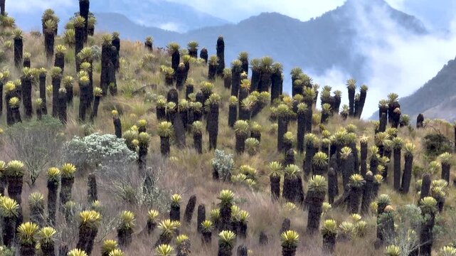 Frailejones Growing in a High Altitude Andean Paramo Ecosystem with Misty Mountains. Establishing Shot. Aerial View.