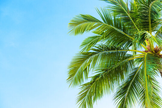 lonely coconut palm tree against clear blue sky