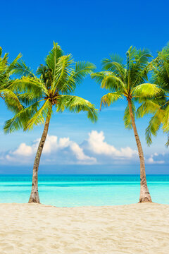 Beach with palm trees washed by the sea. Tropical island with a view of the blue ocean and the sky in clouds