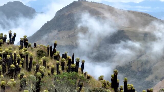 Nevado del Ruiz Andean Paramo with Frailejones and Mountain Clouds in Colombia. Establishing Shot. Aerial View.