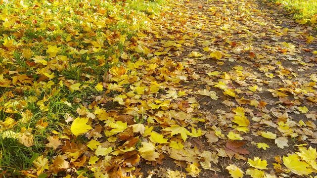 POV walkthrough of an empty park shot on stabilizer. Smooth forward camera motion glides over fallen autumn leaves in Catherine Park, Pushkin, Saint Petersburg, evoking peaceful tranquility.