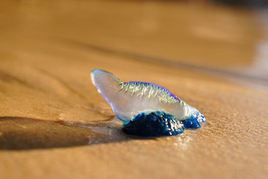 Bluebottle (Physalia sp.) with Translucent Float Washed Ashore on Wet Sand